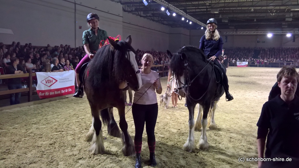 unsere Shire Horses in der Parade